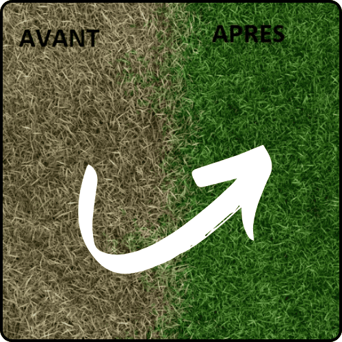 Healthy green lawn after consistent lawn care and maintenance