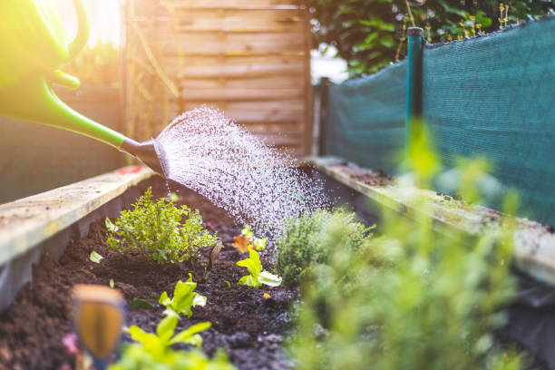 Watering vegetables and herbs in raised bed. Fresh plants and soil. Planting cool-season vegetables to prepare your garden for fall