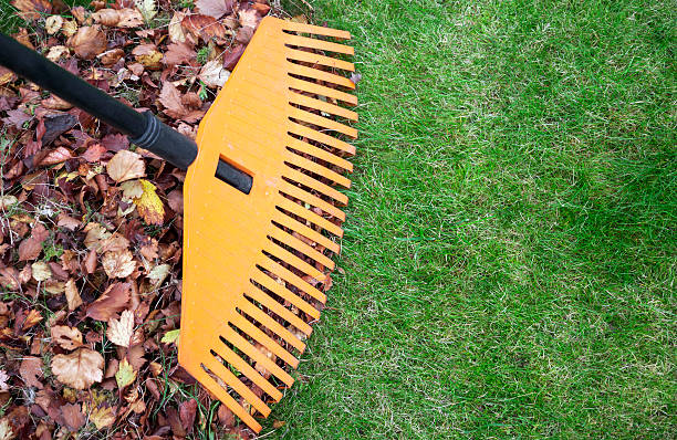 Fall leaves with rake on green lawn. Plenty of copy space Low-maintenance drought-tolerant plants
