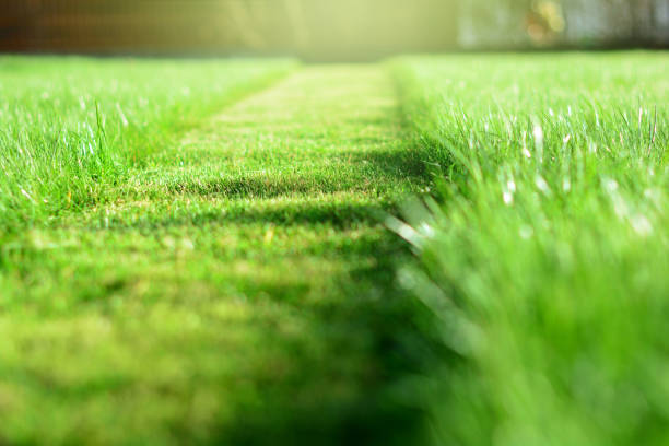 Cut strip of green grass. Mowing the lawn. Selective focus Mowing a lawn properly as part of lawn care and maintenance