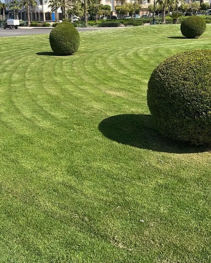 lawn-caree-_1_ lawn care and maintenance