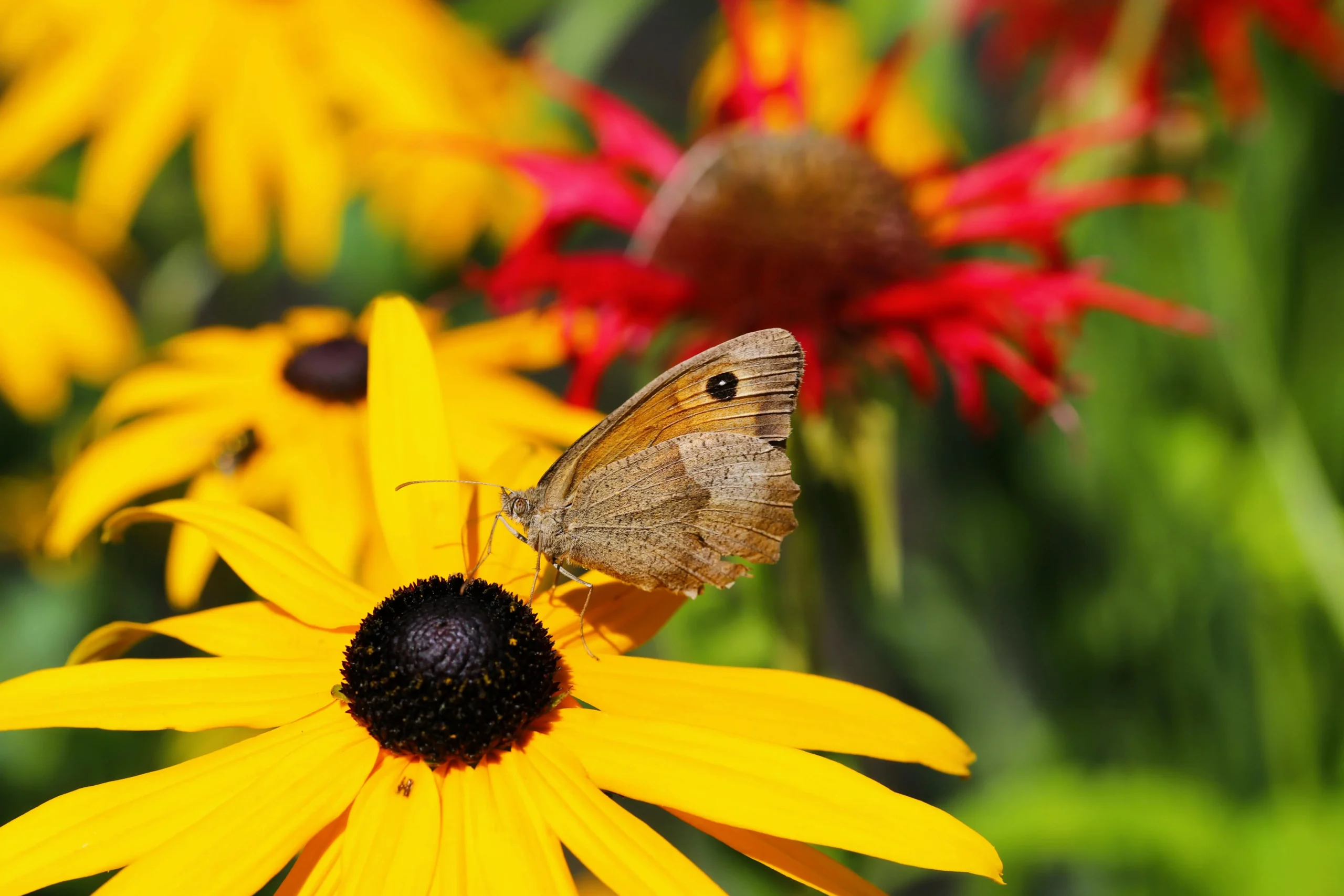 pexels-christina99999-30595888-_1_ Summer garden bed with mulch and flowers