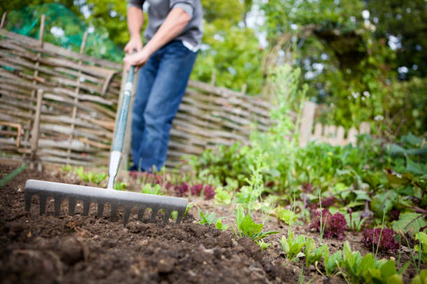 prepare garden Clean backyard with fallen leaves removed to prepare your garden for fall