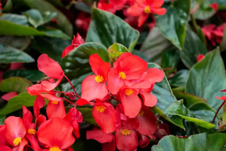 Begonias Begonias with waxy leaves and bold blooms in a shaded container garden