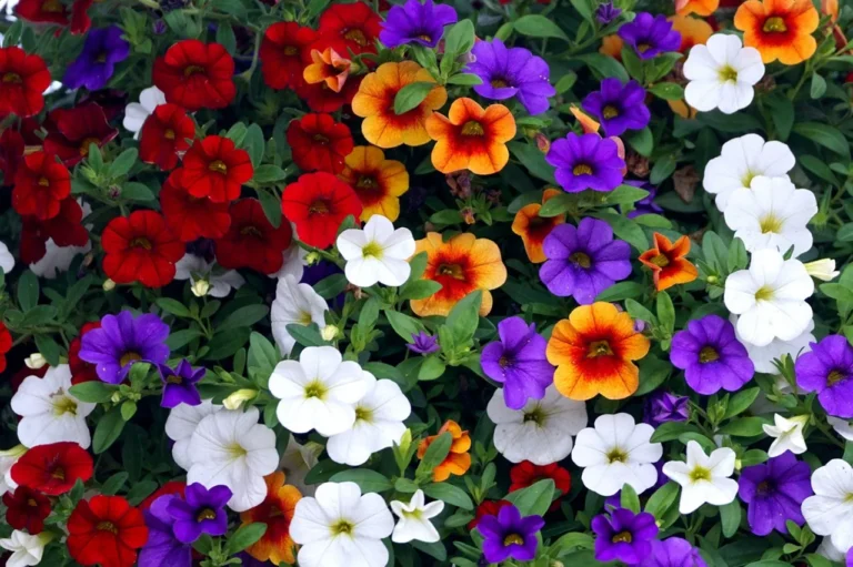 Calibrachoa (Million Bells) Trailing calibrachoa overflowing from a hanging basket – ideal container flowers for summer
