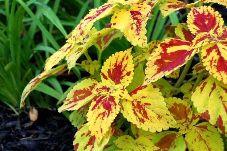 Coleus Bright coleus foliage in a decorative pot, adding texture to container flower arrangements