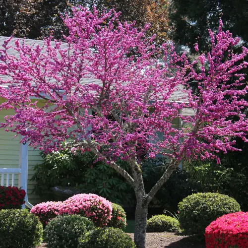 Redbud tree growing in a landscaped garden