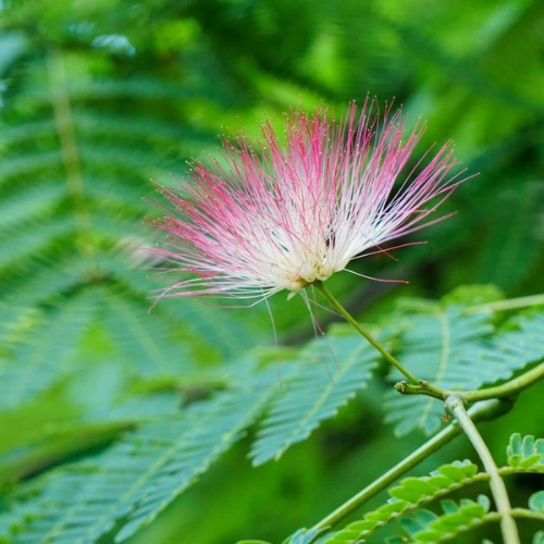 Mimosa tree planted in a backyard landscape with mulch and surrounding plants