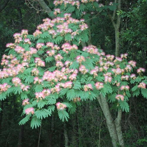 Mimosa tree in full bloom with pink fluffy flowers