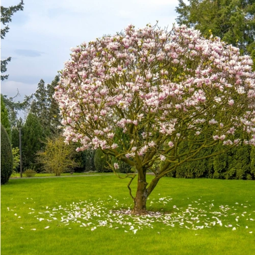 Magnolia tree planted in a front yard garden