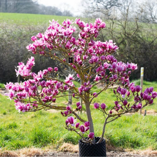 Design sans titre (16) Magnolia tree in full bloom with large white flowers in spring