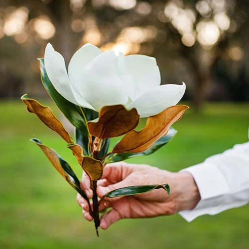 Design sans titre (17) Close-up of glossy green magnolia leaves and flower bud