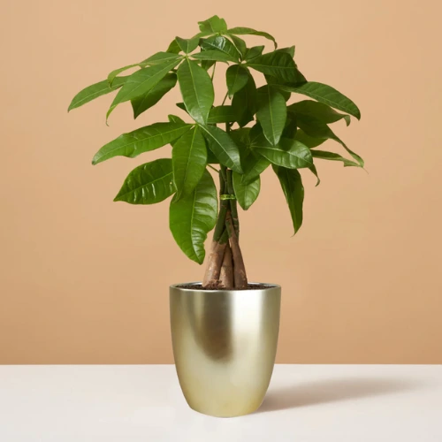Design sans titre (18) Braided money tree plant in a decorative pot by a bright window