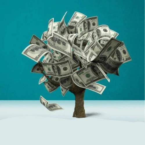 Money tree used as a centerpiece in a modern indoor space