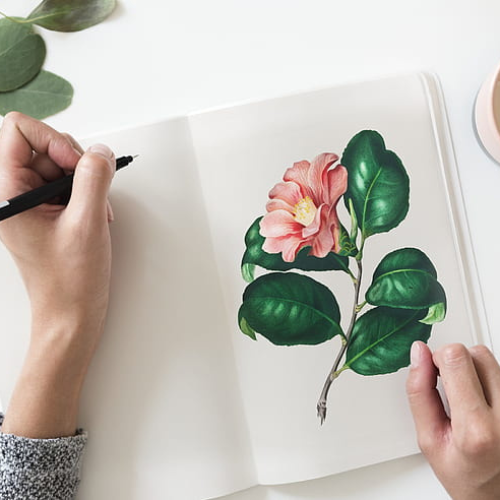 Botanical drawing of a rose with labeled parts