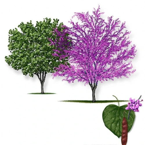 Design sans titre (9) Redbud tree in full spring bloom with vibrant pink flowers