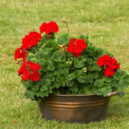 Geraniums Red geraniums growing in containers on a balcony as vibrant summer flowers