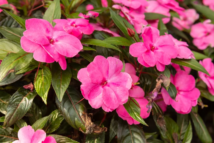 Impatiens Shaded patio pots filled with colorful impatiens, great for summer containers