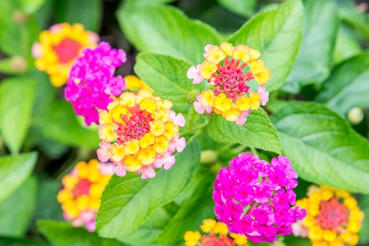 Lantana Multicolored lantana thriving in a sunlit container – butterfly-friendly summer flowers