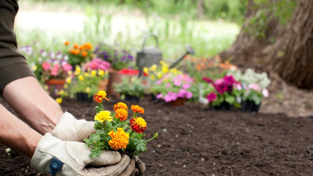 Colorful container flowers for summer displayed on a sunny patio – perfect for beginner gardeners