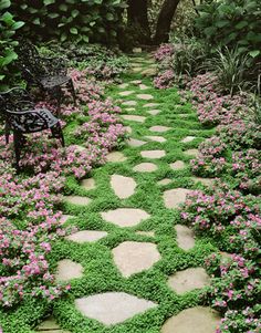 walkable ground cover Colorful walkable plants