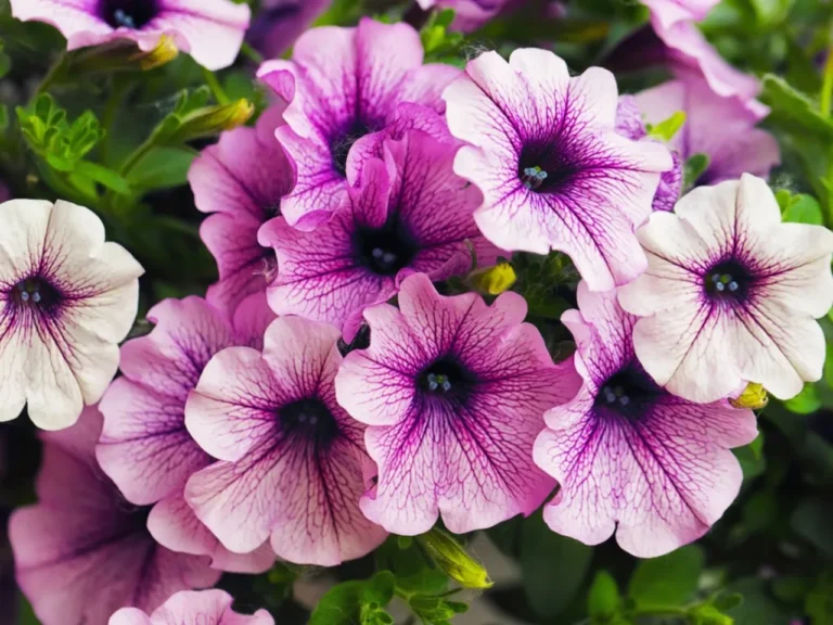 Petunias Petunias blooming in a sunny pot
