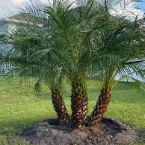 Privacy Policy (4) Pygmy Date Palm tree