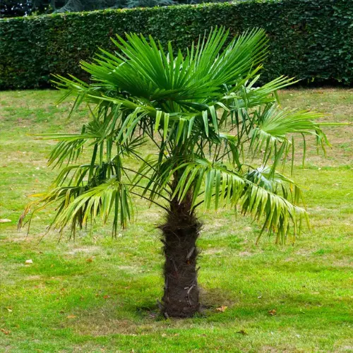 Privacy Policy (5) Windmill Palm tree
