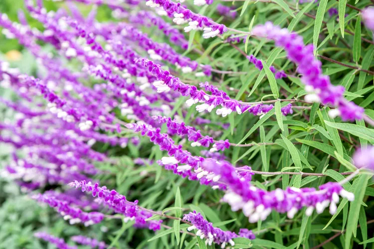 Salvia Purple salvia standing tall in a summer container garden, attracting pollinators