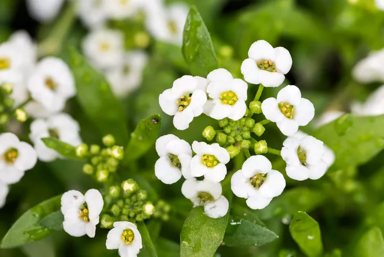 Sweet Alyssum White sweet alyssum cascading from a container, fragrant flowers for summer