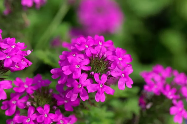 Verbena Verbena in full bloom inside a terracotta pot – heat-tolerant