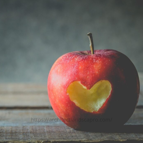 Young apple tree growing in a backyard garden during spring