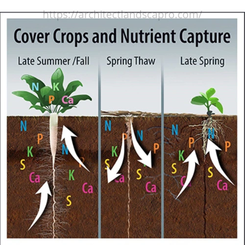 Cover crops restoring soil nutrients