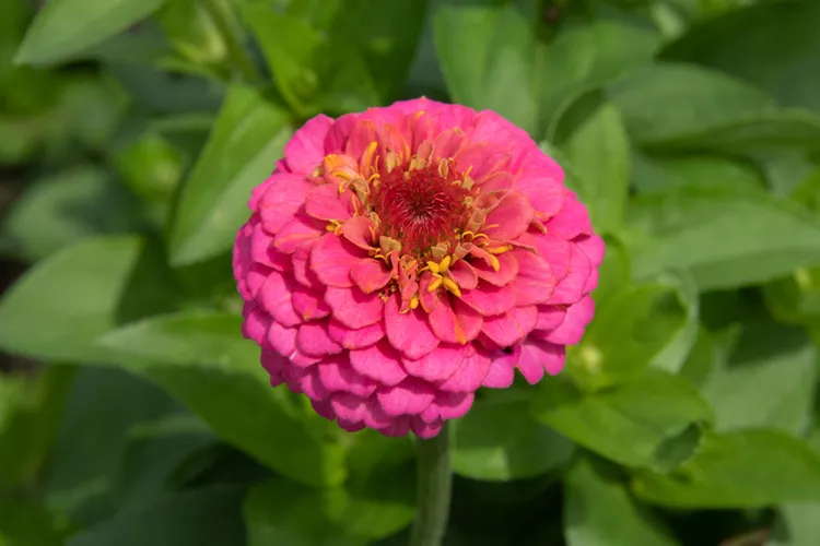 Zinnias Vibrant zinnias in full sun, easy-to-grow container flowers for summer displays