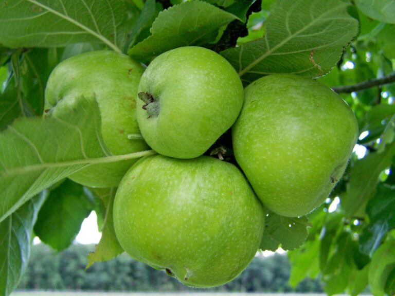 apple tree 4 more about apple tree care