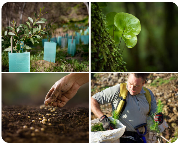 Climate-resilient garden with drought-tolerant plants