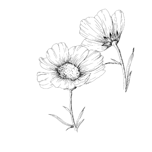 Step-by-step pencil drawing of a daisy flower
