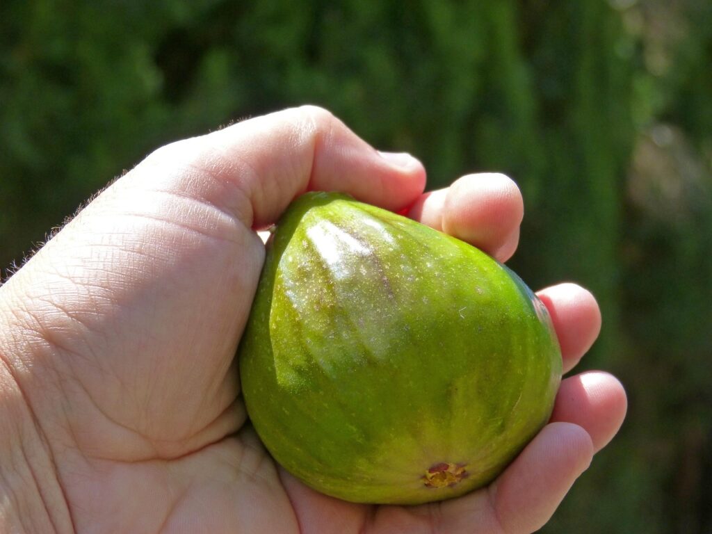 Potted fig tree placed on a sunny patio with ripe fruits