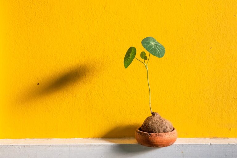 fig tree2 Fig tree in a terracotta pot receiving full sunlight