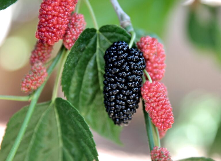 mulberry tree1 Different mulberry tree fruits