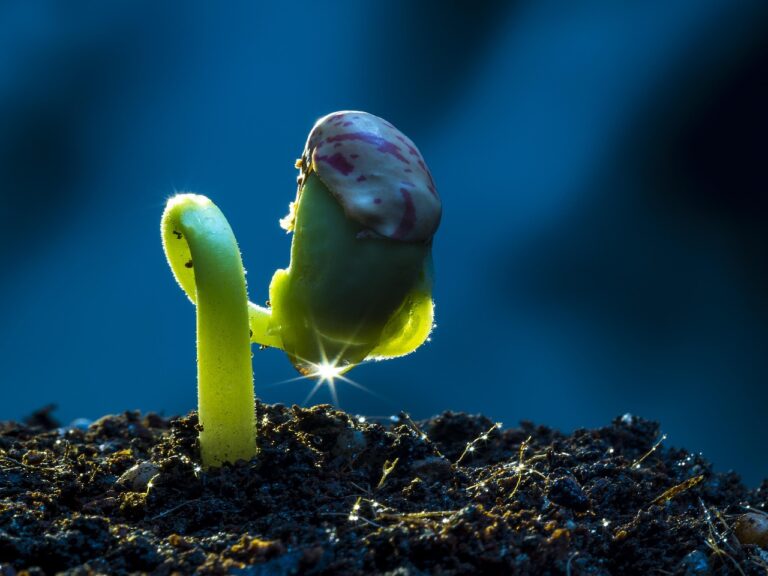 planting1 Eco-friendly garden design