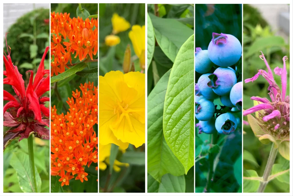 Low-maintenance garden with native wildflowers and grasses
