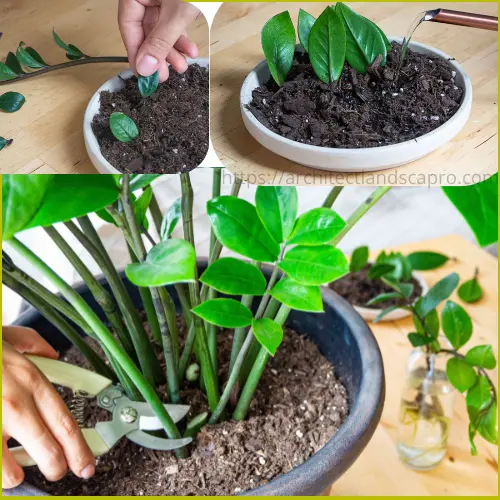 ZZ Plant in ceramic pot on a desk