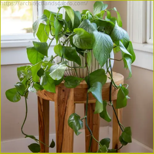 Pothos plant in a modern living room