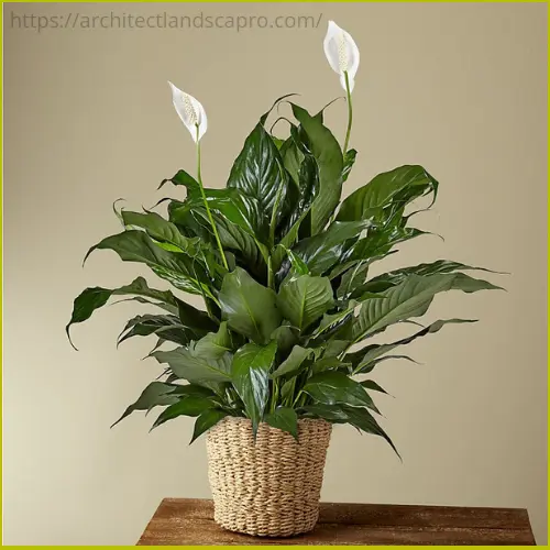 Peace Lily plant in white ceramic pot