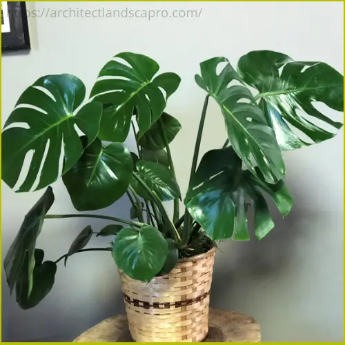 Philodendron plant growing in bright indirect light