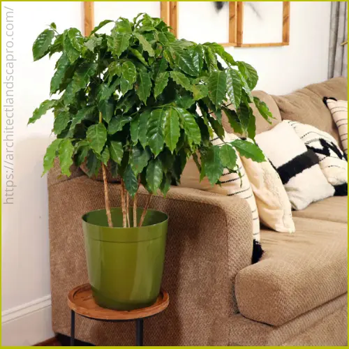 Indoor coffee tree in a pot with glossy green leaves near a sunny window