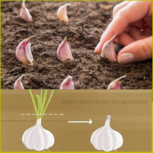 Homegrown garlic bulbs freshly harvested from garden soil
